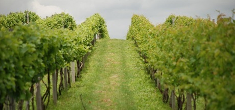 the road in the vineyard